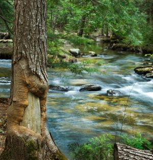 55  AQ452,3--Basal-Scar-from-Logging-along-Colette-Trail-.jpg